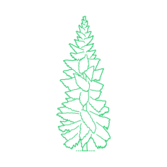 Plants Spruces Weeping Spruce Outline Drawing Svg Vector, Free Vectors File